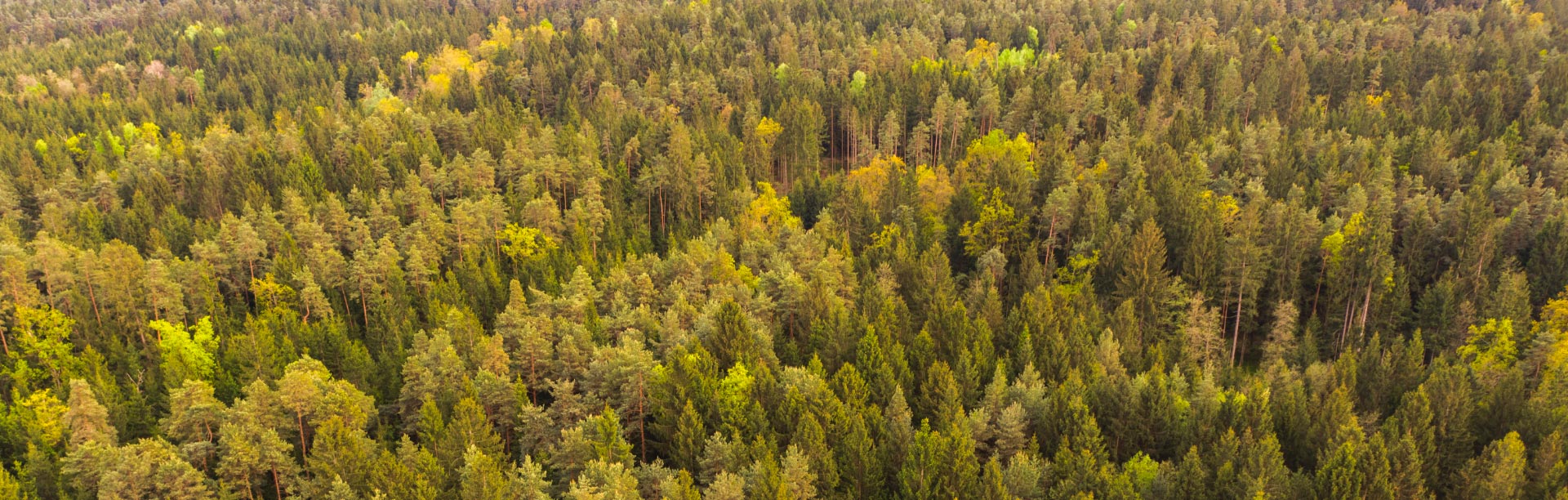 Empaques ecológicos, amigables con el medioambiente